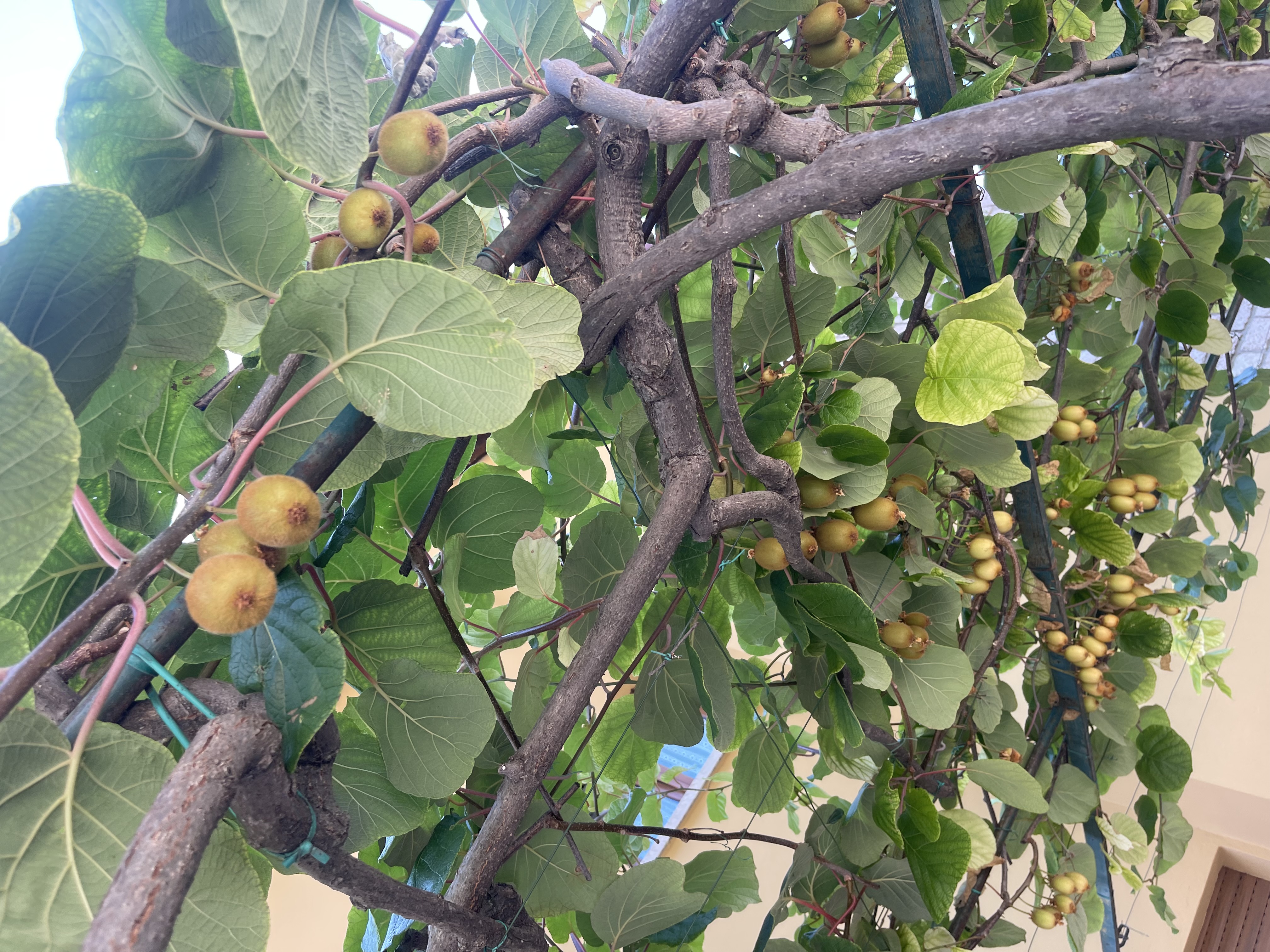 Karlik a tovarna na cokoladu 2023