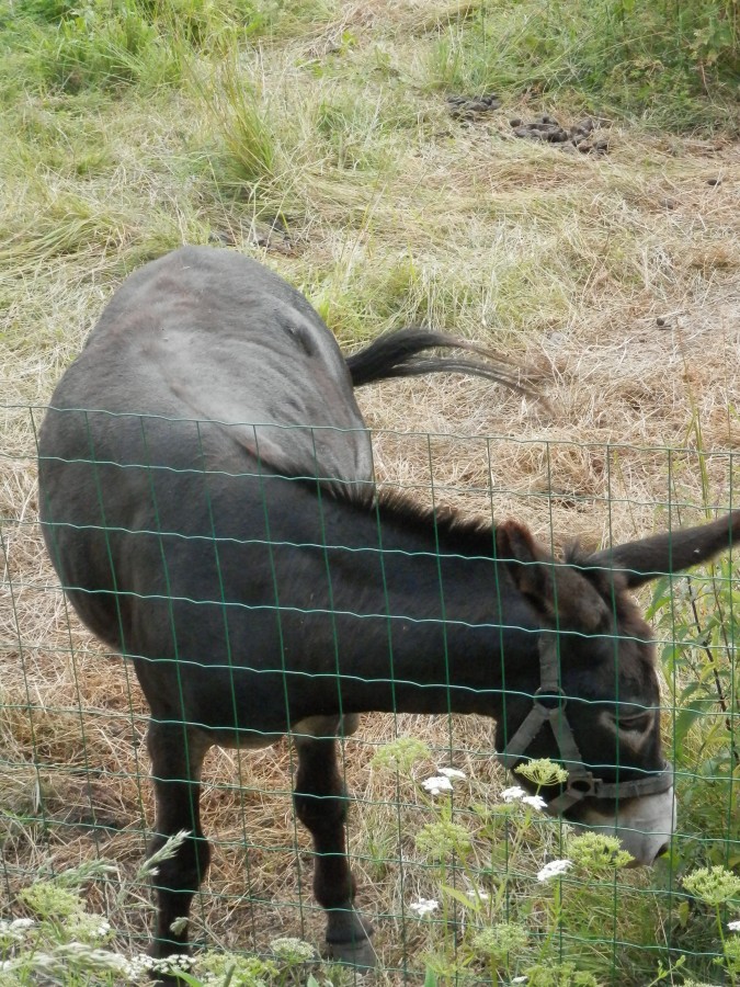 Šmoulové a pohádkové prázdniny 2013