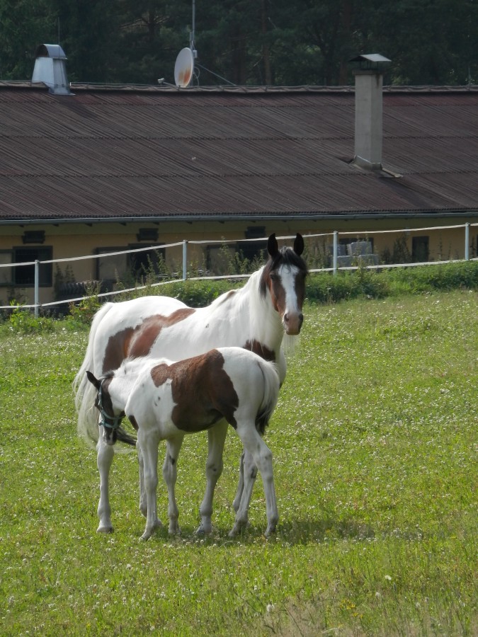 Šmoulové a pohádkové prázdniny 2013